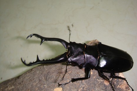 按此在新視窗瀏覽圖片