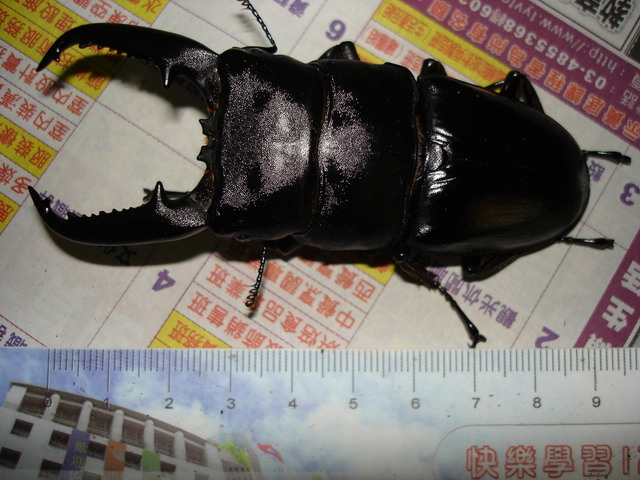 按此在新視窗瀏覽圖片