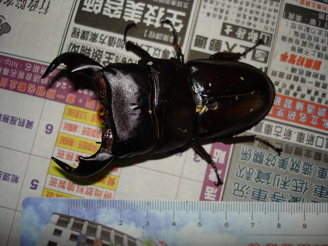 按此在新視窗瀏覽圖片