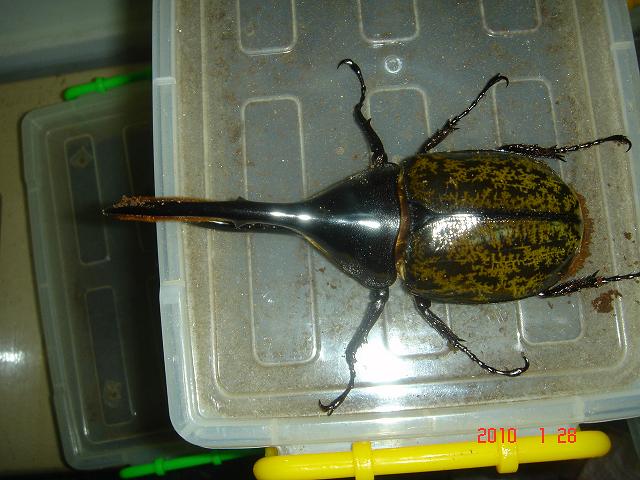 按此在新視窗瀏覽圖片