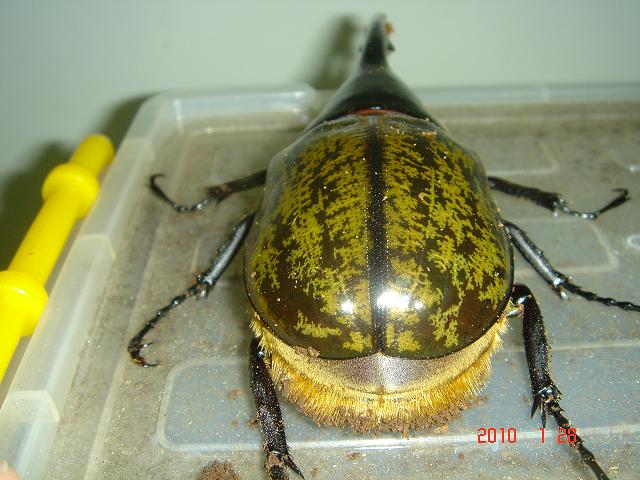 按此在新視窗瀏覽圖片