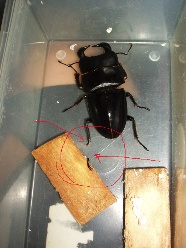 «ö¦¹¦b·sµøµ¡ÂsÄý¹Ï¤ù