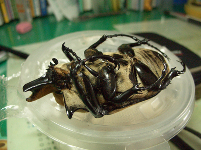 «ö¦¹¦b·sµøµ¡ÂsÄý¹Ï¤ù