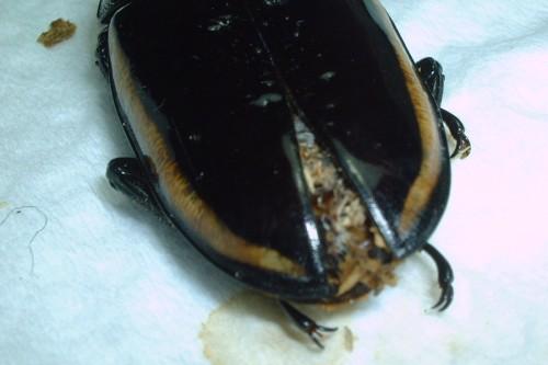 «ö¦¹¦b·sµøµ¡ÂsÄý¹Ï¤ù