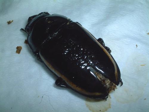 «ö¦¹¦b·sµøµ¡ÂsÄý¹Ï¤ù