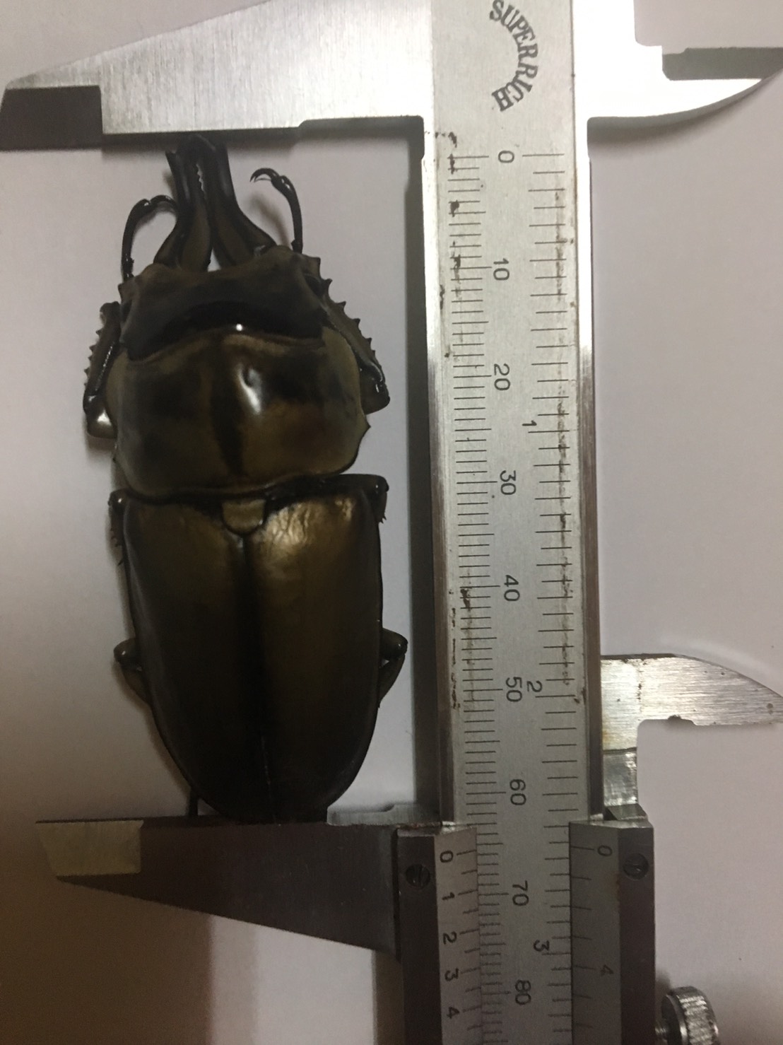 «ö¦¹¦b·sµøµ¡ÂsÄý¹Ï¤ù