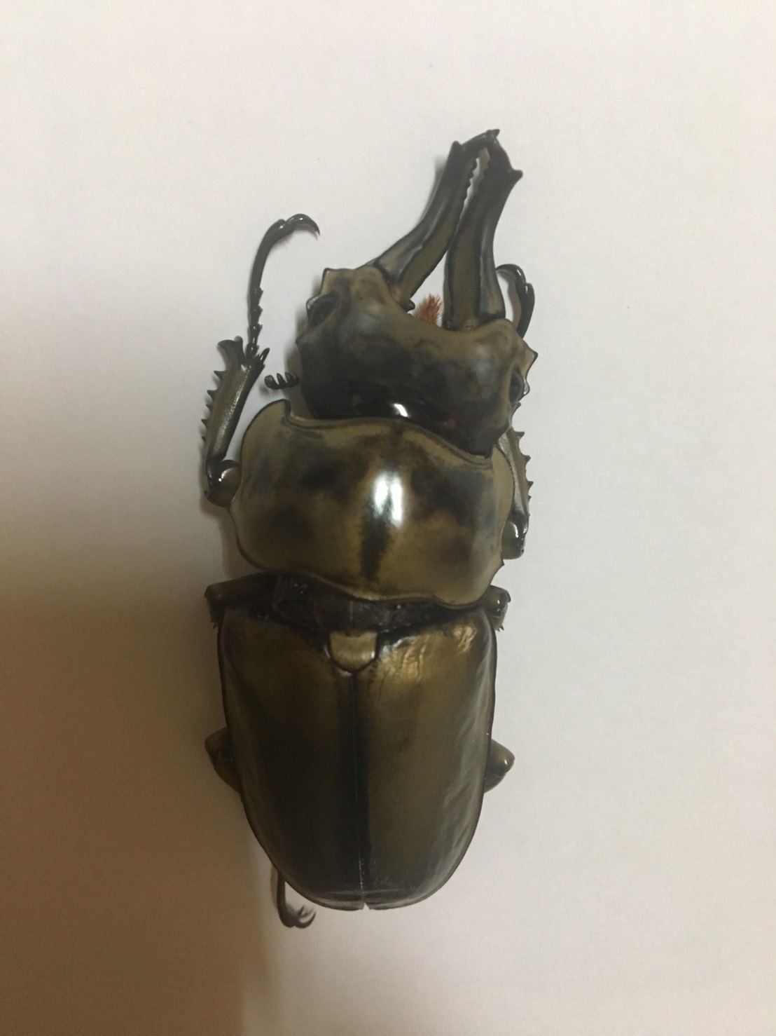 «ö¦¹¦b·sµøµ¡ÂsÄý¹Ï¤ù