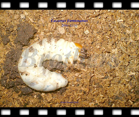 «ö¦¹¦b·sµøµ¡ÂsÄý¹Ï¤ù