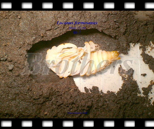 «ö¦¹¦b·sµøµ¡ÂsÄý¹Ï¤ù