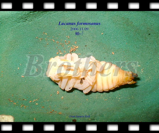 «ö¦¹¦b·sµøµ¡ÂsÄý¹Ï¤ù