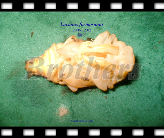 «ö¦¹¦b·sµøµ¡ÂsÄý¹Ï¤ù