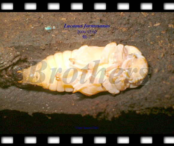 «ö¦¹¦b·sµøµ¡ÂsÄý¹Ï¤ù