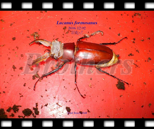 «ö¦¹¦b·sµøµ¡ÂsÄý¹Ï¤ù