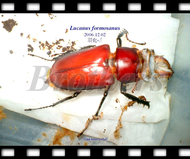 «ö¦¹¦b·sµøµ¡ÂsÄý¹Ï¤ù