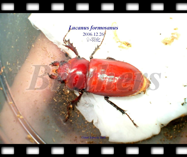 «ö¦¹¦b·sµøµ¡ÂsÄý¹Ï¤ù