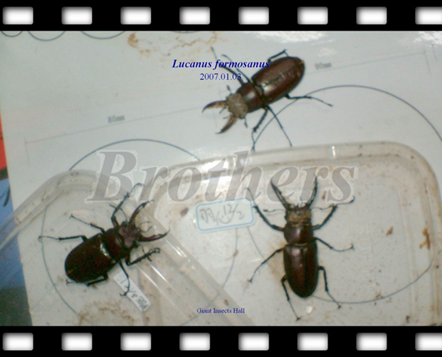 «ö¦¹¦b·sµøµ¡ÂsÄý¹Ï¤ù