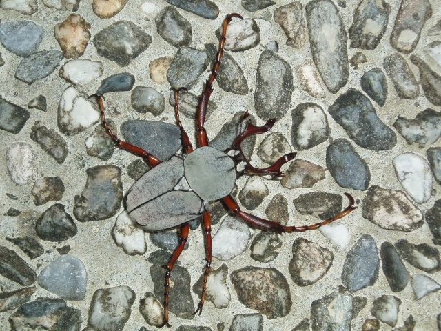 按此在新視窗瀏覽圖片