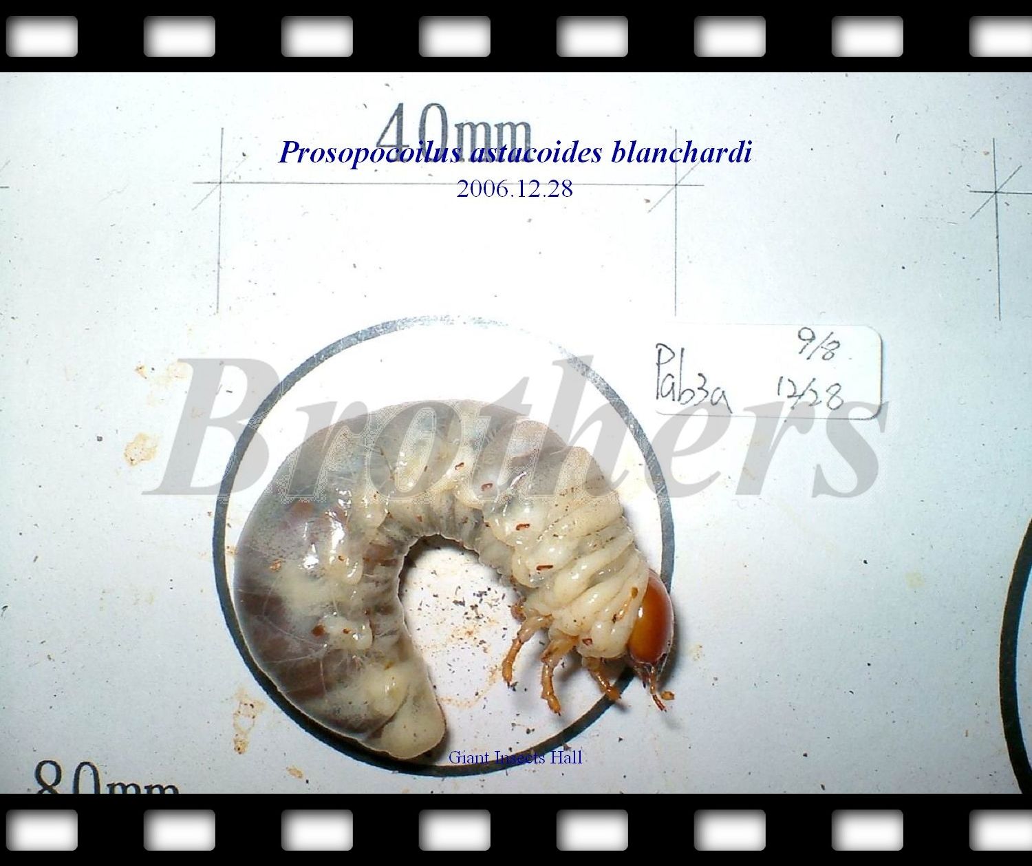 «ö¦¹¦b·sµøµ¡ÂsÄý¹Ï¤ù