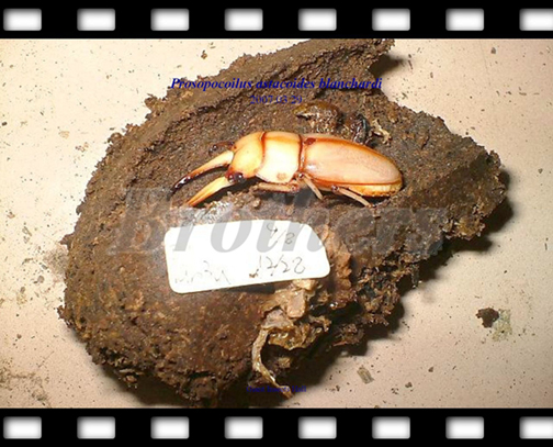 «ö¦¹¦b·sµøµ¡ÂsÄý¹Ï¤ù