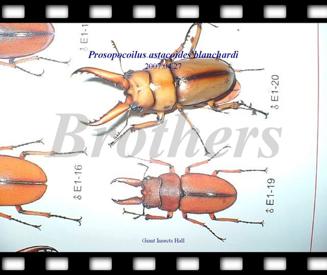 «ö¦¹¦b·sµøµ¡ÂsÄý¹Ï¤ù