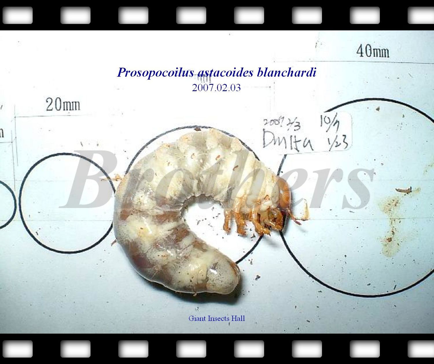 «ö¦¹¦b·sµøµ¡ÂsÄý¹Ï¤ù