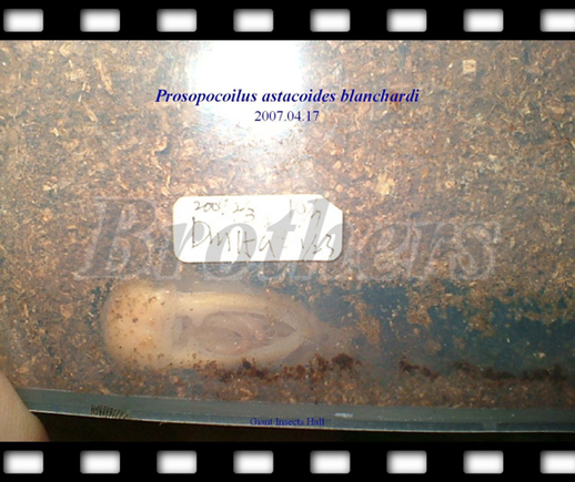 «ö¦¹¦b·sµøµ¡ÂsÄý¹Ï¤ù