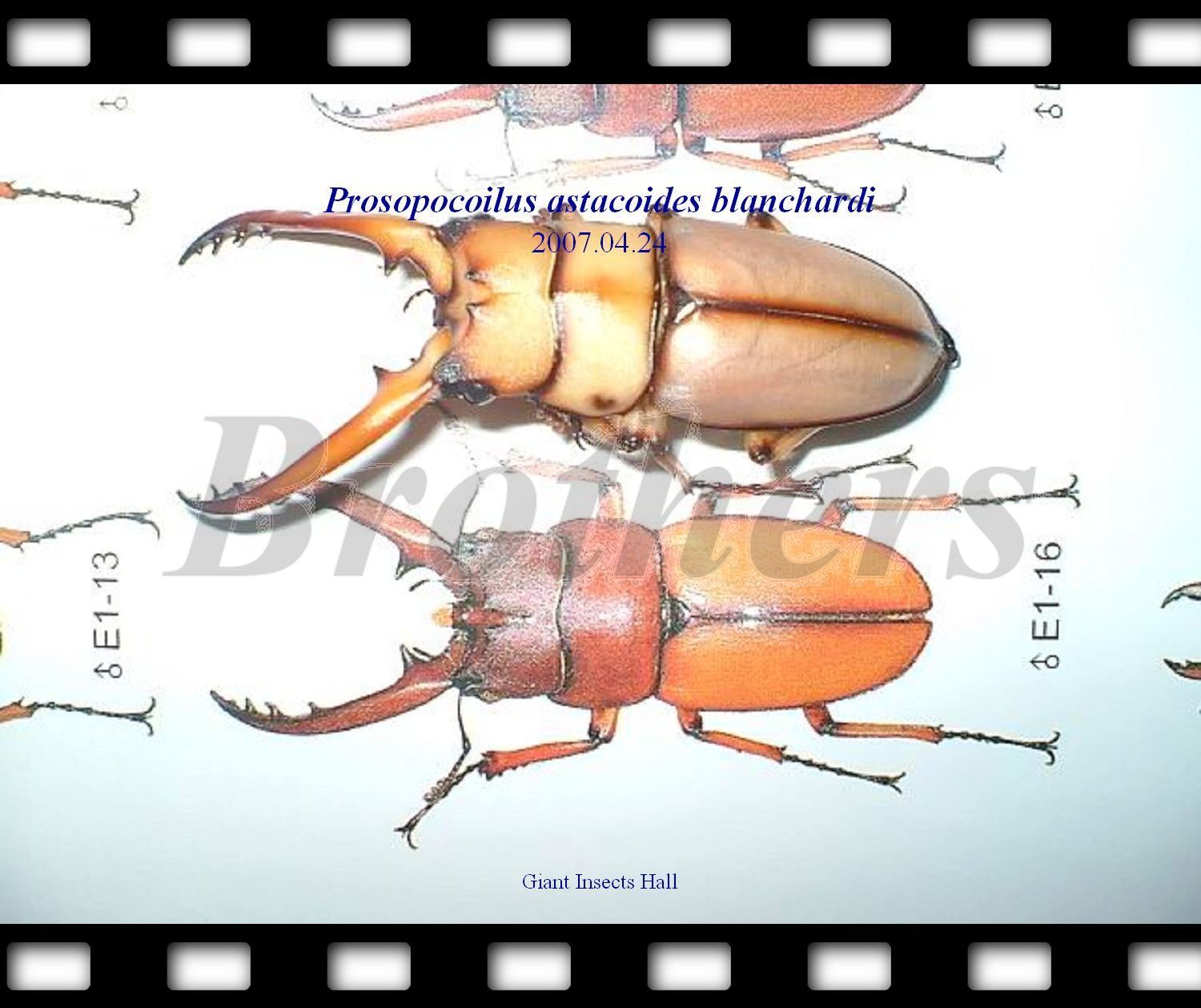 «ö¦¹¦b·sµøµ¡ÂsÄý¹Ï¤ù