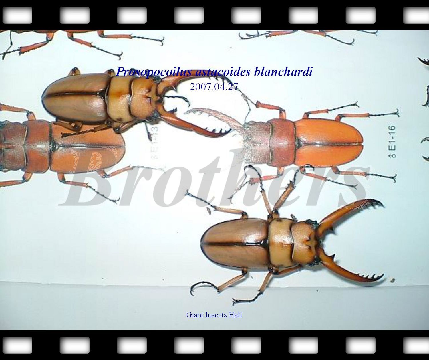 «ö¦¹¦b·sµøµ¡ÂsÄý¹Ï¤ù