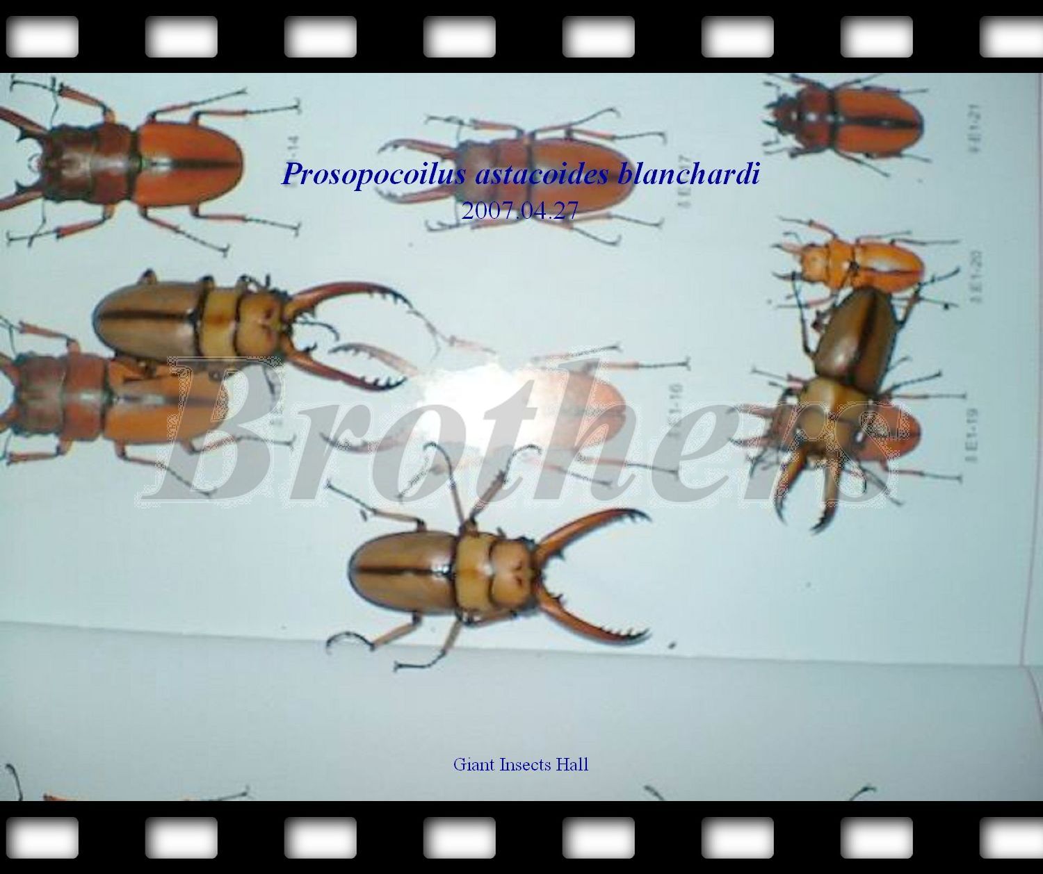 «ö¦¹¦b·sµøµ¡ÂsÄý¹Ï¤ù