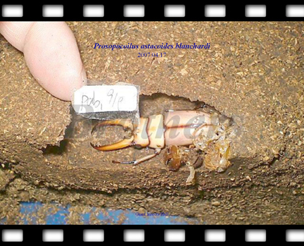 «ö¦¹¦b·sµøµ¡ÂsÄý¹Ï¤ù