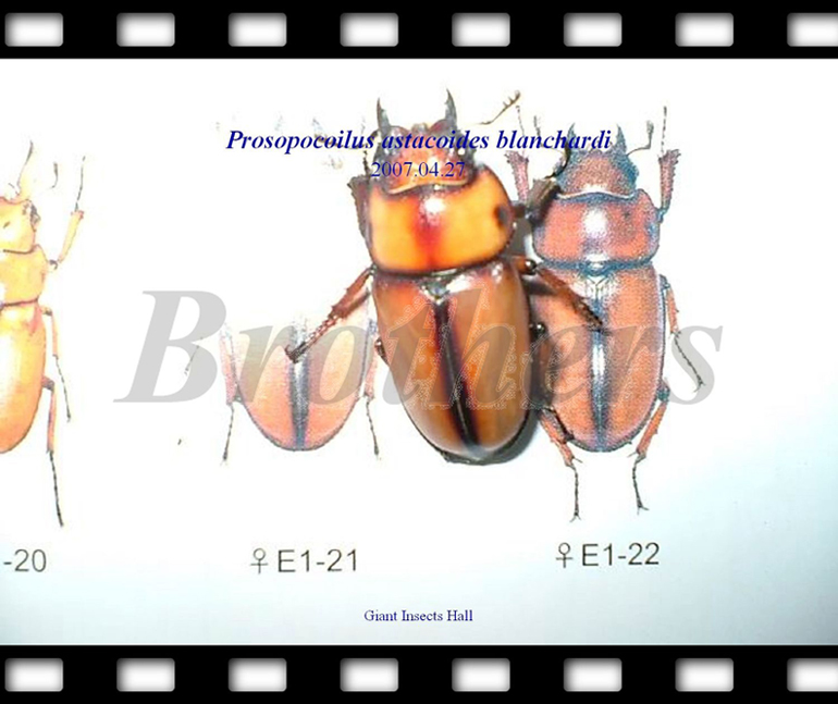 «ö¦¹¦b·sµøµ¡ÂsÄý¹Ï¤ù