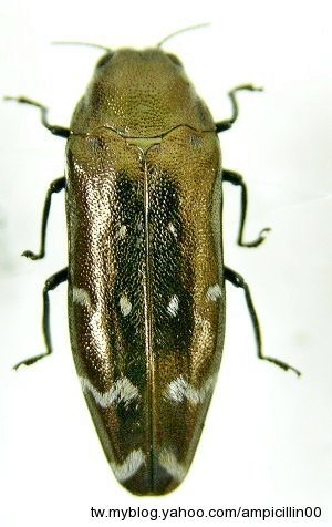 «ö¦¹¦b·sµøµ¡ÂsÄý¹Ï¤ù