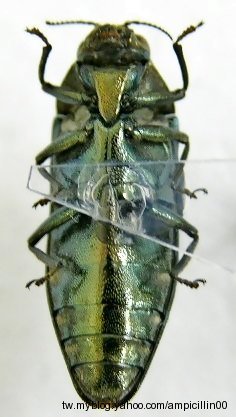 «ö¦¹¦b·sµøµ¡ÂsÄý¹Ï¤ù