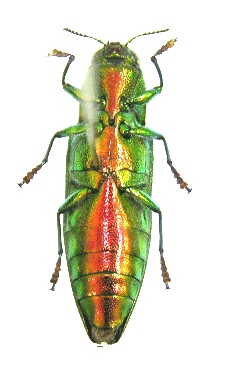 «ö¦¹¦b·sµøµ¡ÂsÄý¹Ï¤ù