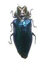 «ö¦¹¦b·sµøµ¡ÂsÄý¹Ï¤ù