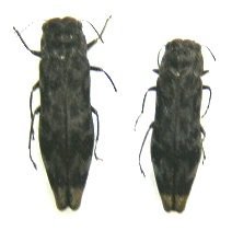 «ö¦¹¦b·sµøµ¡ÂsÄý¹Ï¤ù