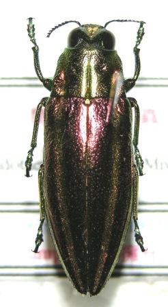 «ö¦¹¦b·sµøµ¡ÂsÄý¹Ï¤ù