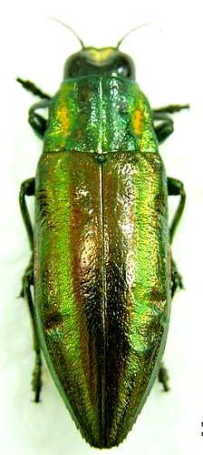 «ö¦¹¦b·sµøµ¡ÂsÄý¹Ï¤ù