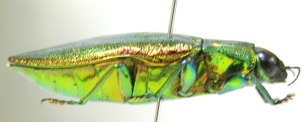 «ö¦¹¦b·sµøµ¡ÂsÄý¹Ï¤ù