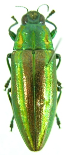 «ö¦¹¦b·sµøµ¡ÂsÄý¹Ï¤ù