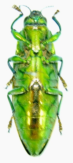 «ö¦¹¦b·sµøµ¡ÂsÄý¹Ï¤ù