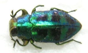 «ö¦¹¦b·sµøµ¡ÂsÄý¹Ï¤ù