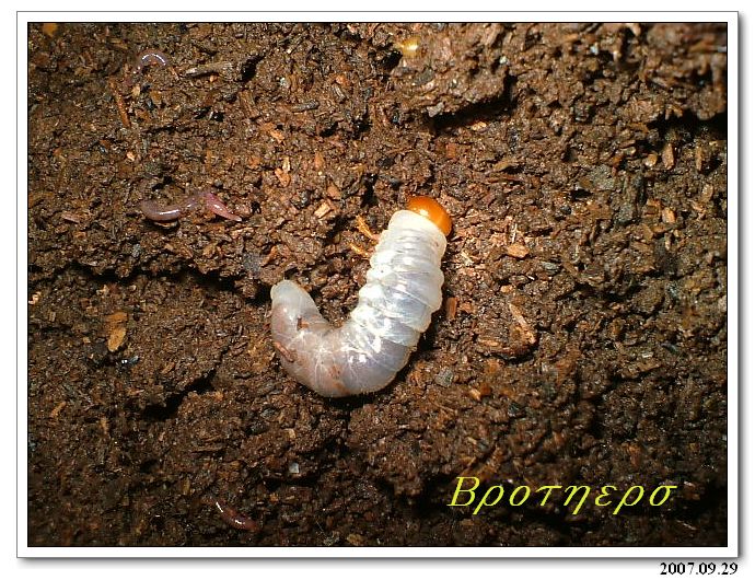 «ö¦¹¦b·sµøµ¡ÂsÄý¹Ï¤ù