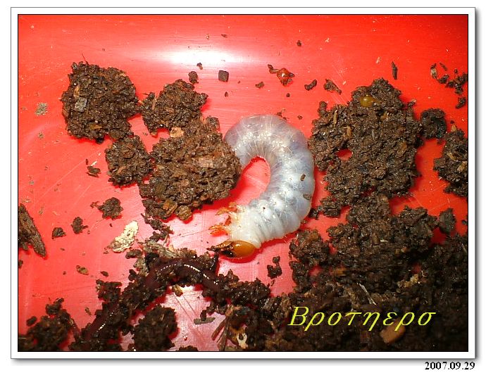 «ö¦¹¦b·sµøµ¡ÂsÄý¹Ï¤ù