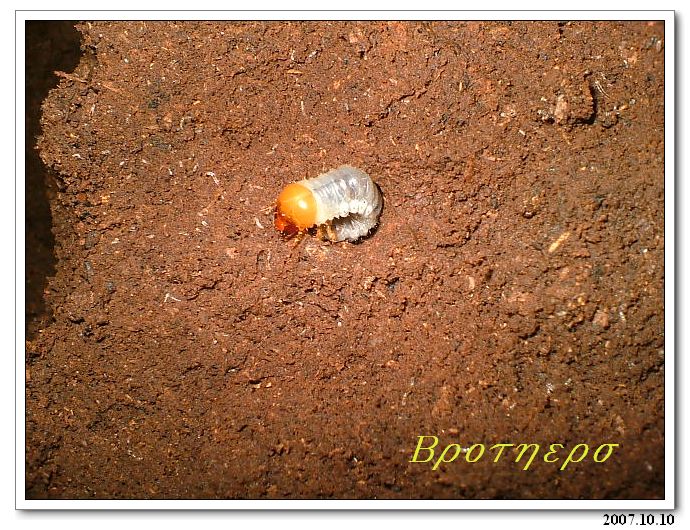 «ö¦¹¦b·sµøµ¡ÂsÄý¹Ï¤ù