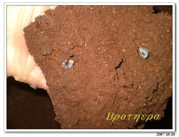 «ö¦¹¦b·sµøµ¡ÂsÄý¹Ï¤ù