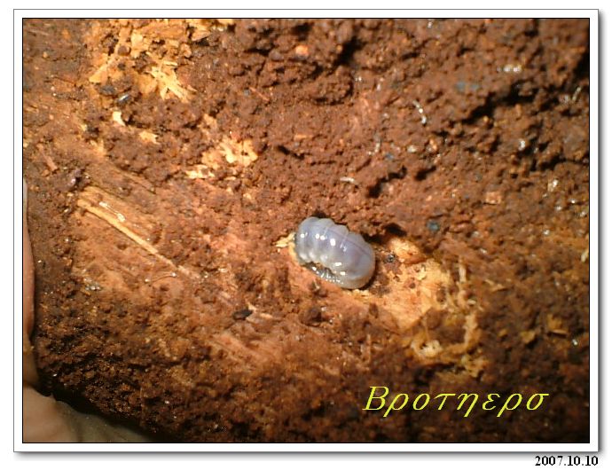 «ö¦¹¦b·sµøµ¡ÂsÄý¹Ï¤ù