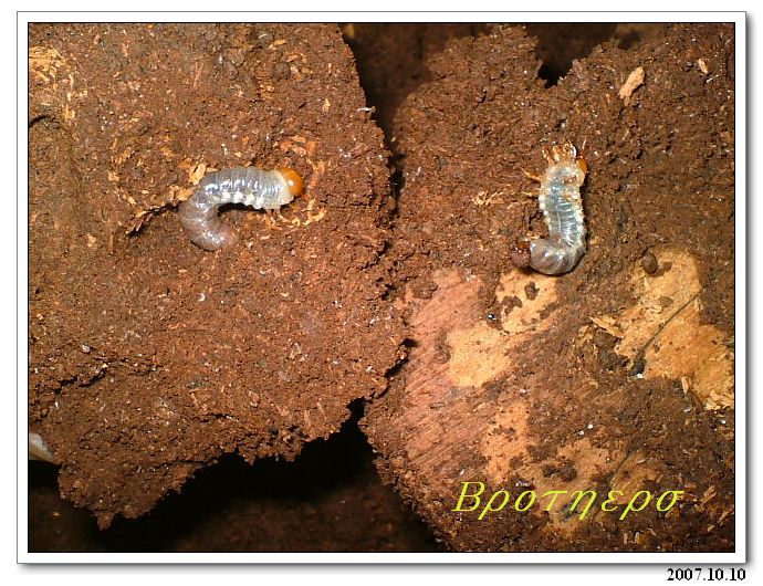 «ö¦¹¦b·sµøµ¡ÂsÄý¹Ï¤ù