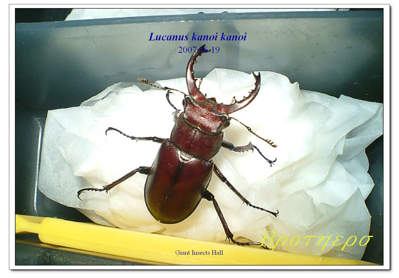 «ö¦¹¦b·sµøµ¡ÂsÄý¹Ï¤ù