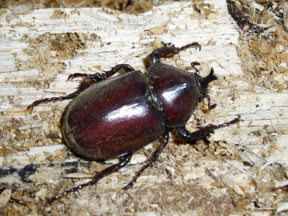 按此在新視窗瀏覽圖片